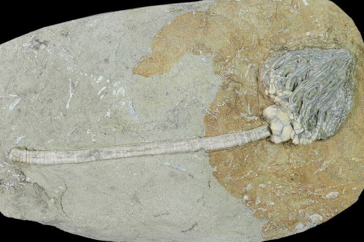 Fossil Crinoid (Cyathocrinites) - Crawfordsville, Indiana #135545